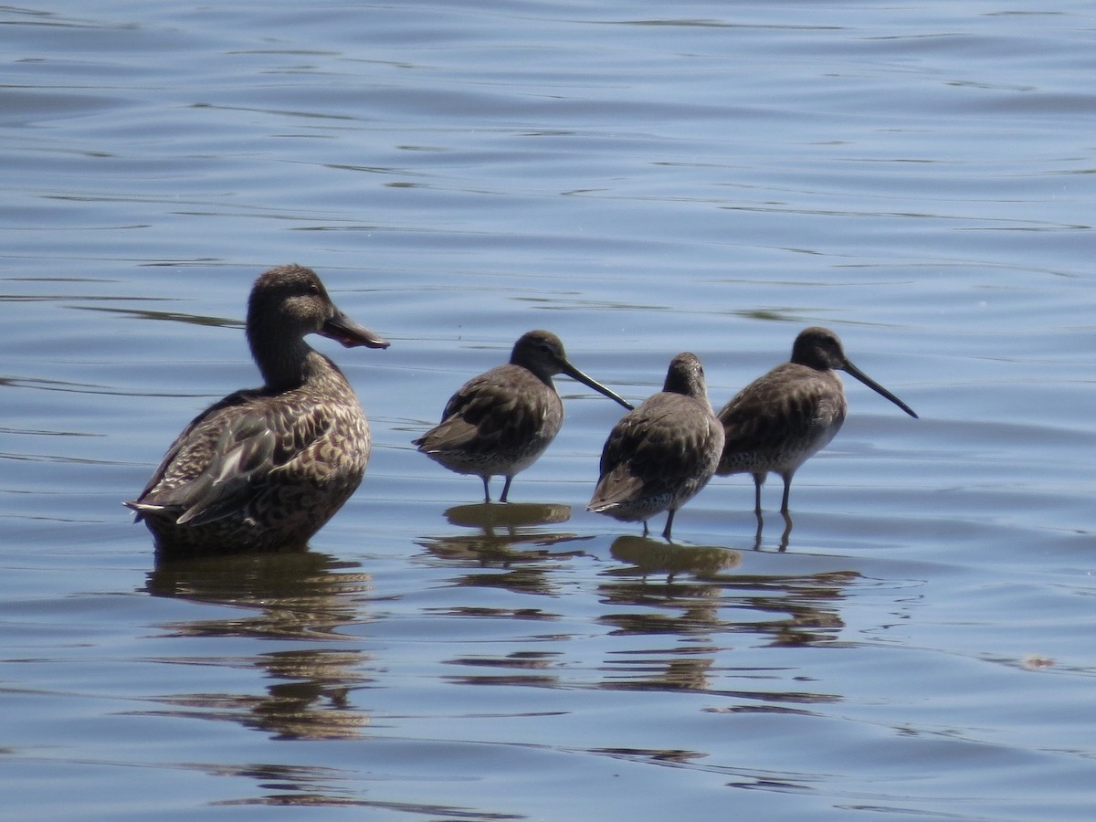 Long-billed Dowitcher - ML23729741