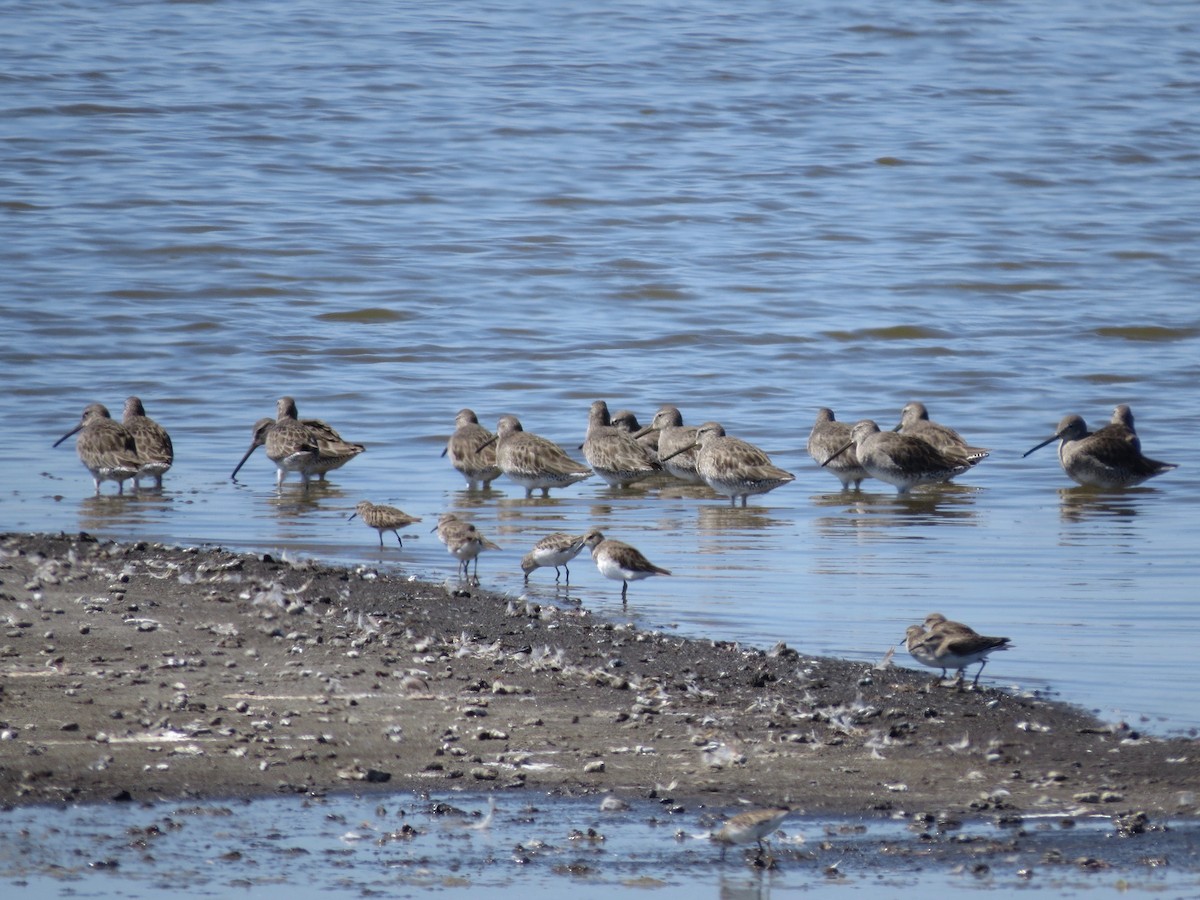Long-billed Dowitcher - ML23730131