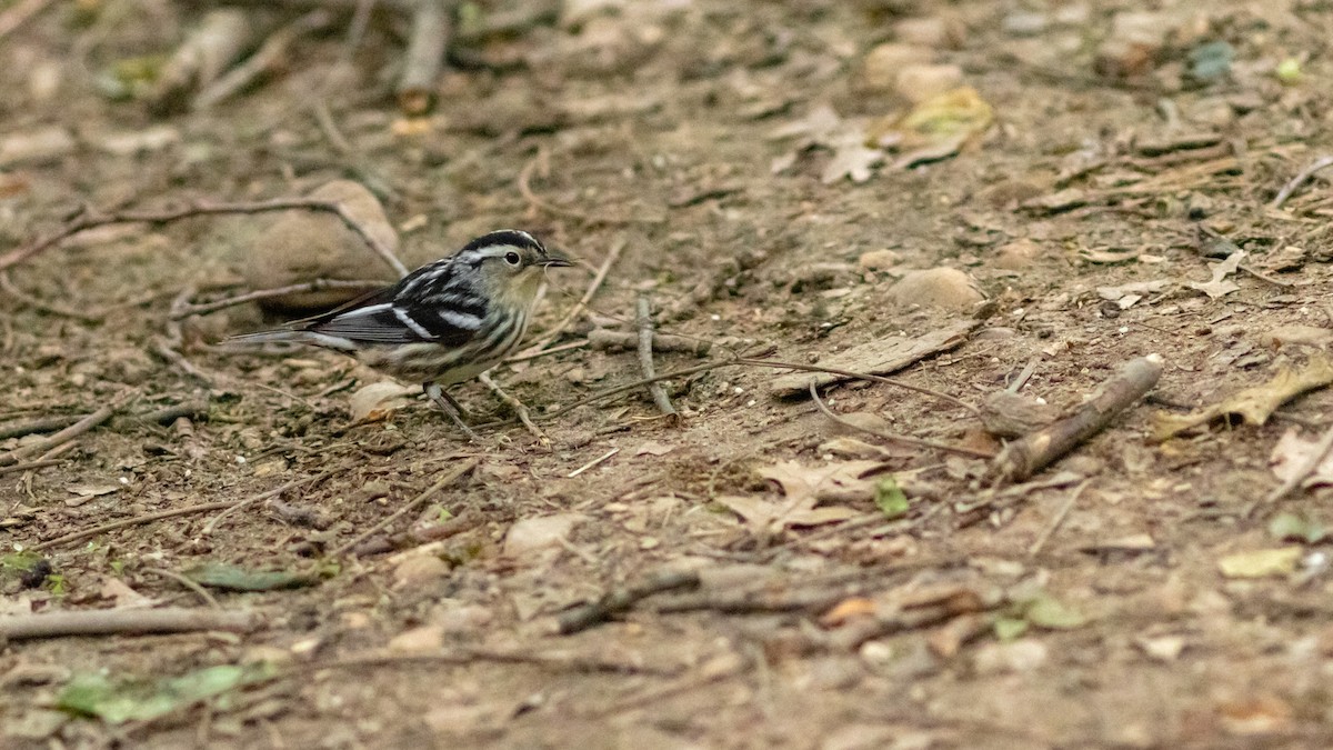 Black-and-white Warbler - ML237303201
