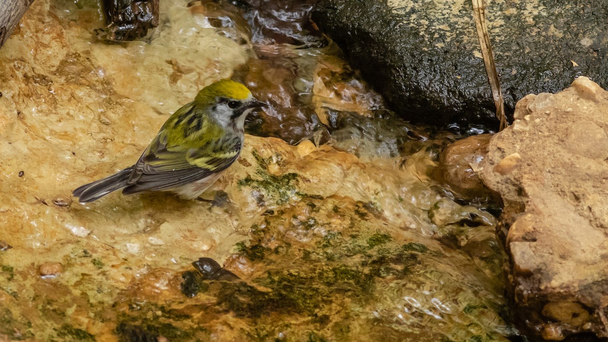 Chestnut-sided Warbler - Todd Kiraly
