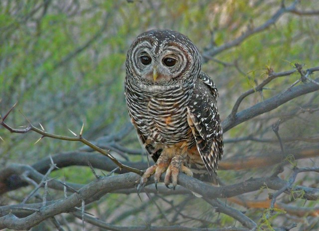 Lechuza Bataraz Austral - eBird Argentina