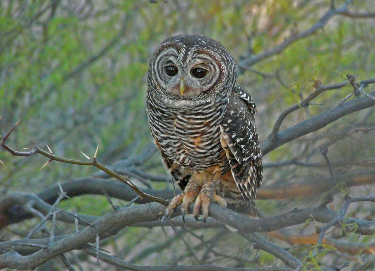 Chaco Owl - ML237304541