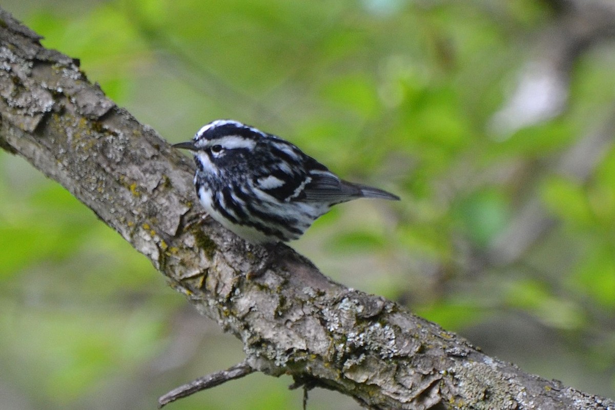 Black-and-white Warbler - ML237304901