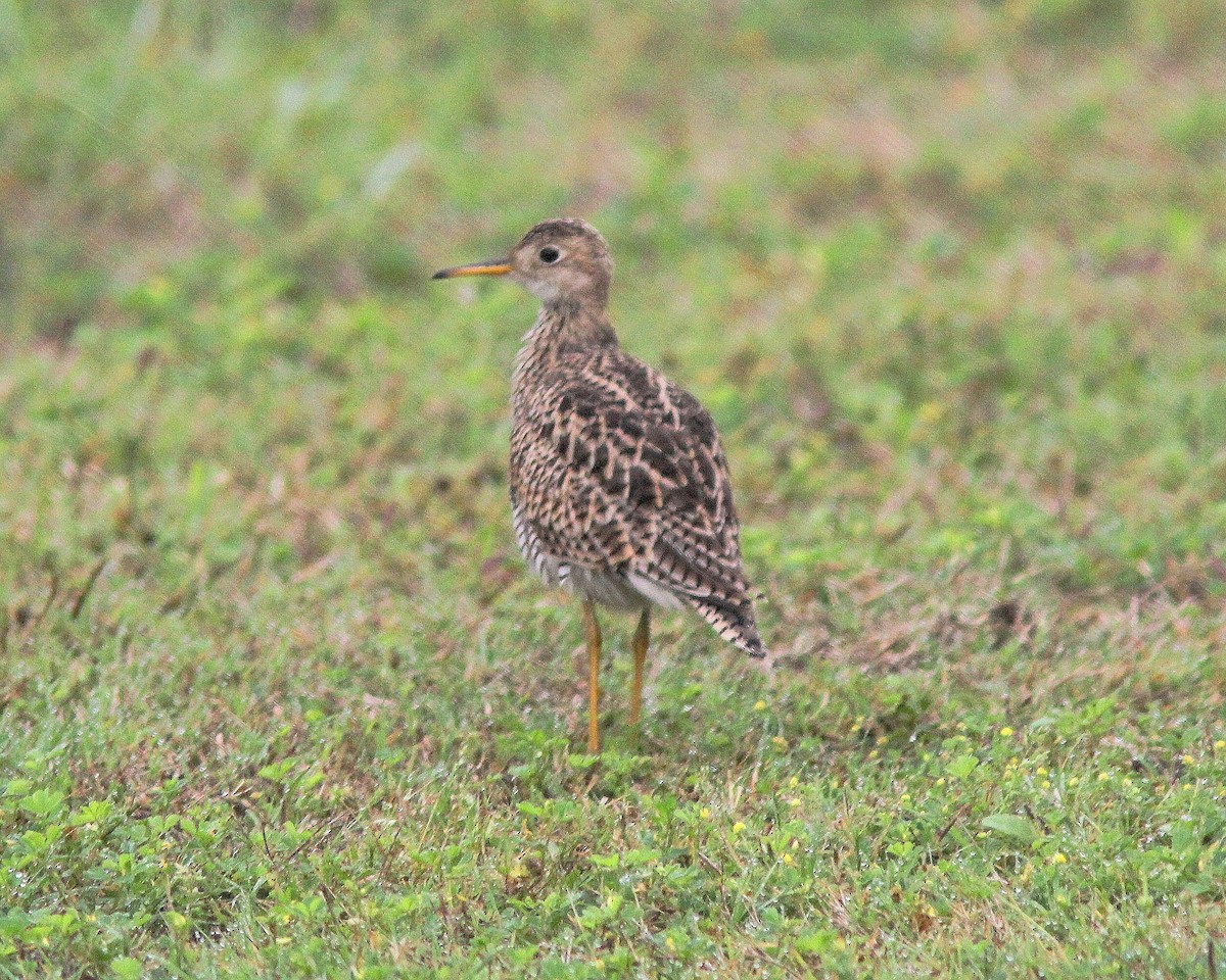 Upland Sandpiper - Robert Becker