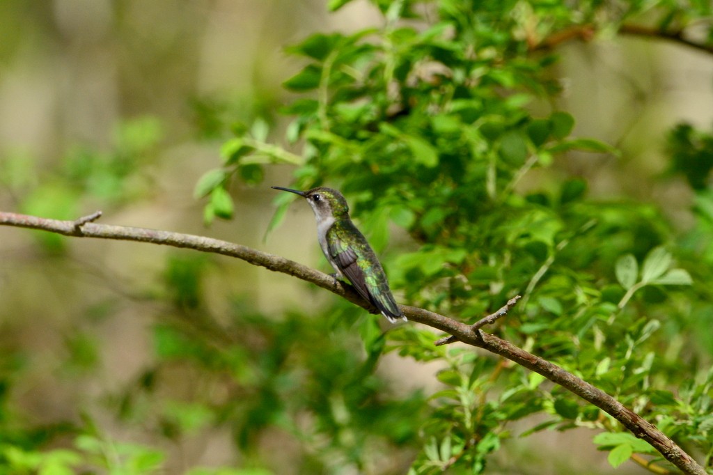 Ruby-throated Hummingbird - ML237311141