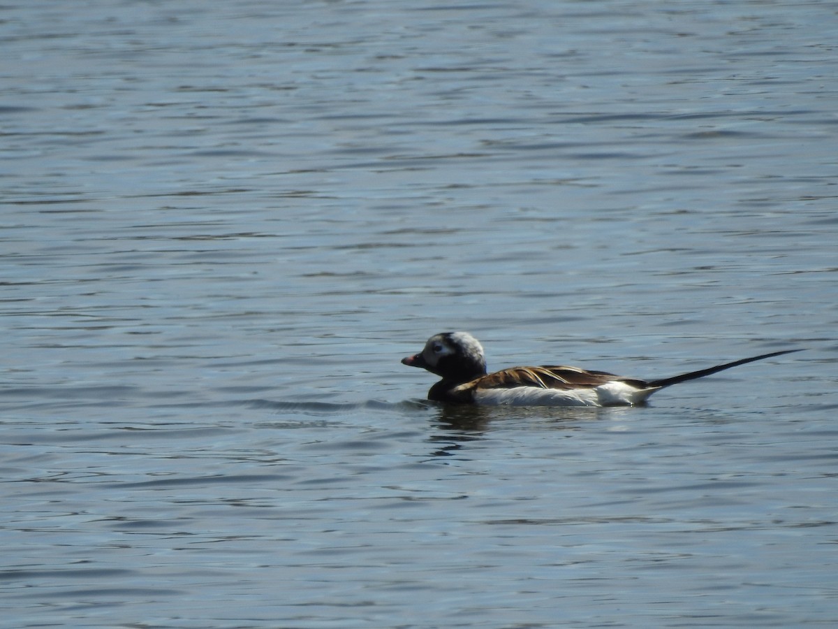 Long-tailed Duck - ML237317271