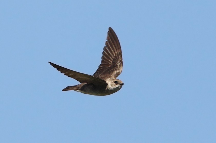 Northern Rough-winged Swallow - ML237320611