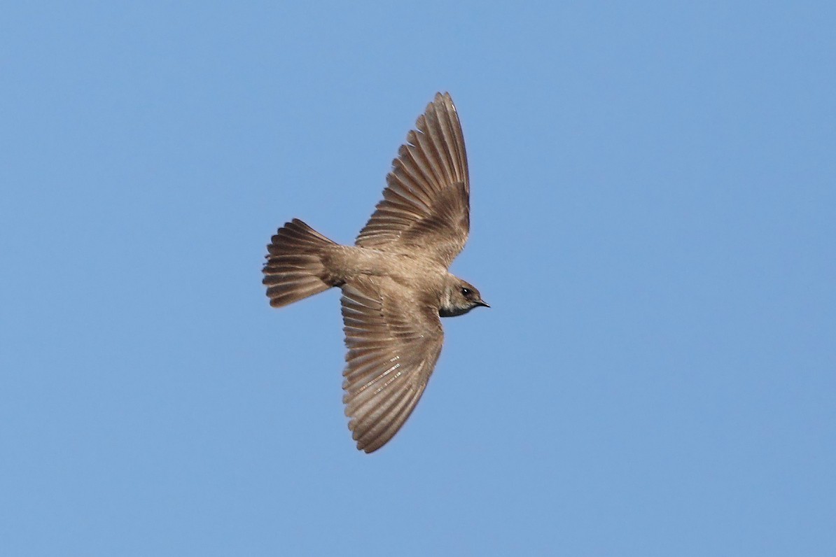 Northern Rough-winged Swallow - ML237320631