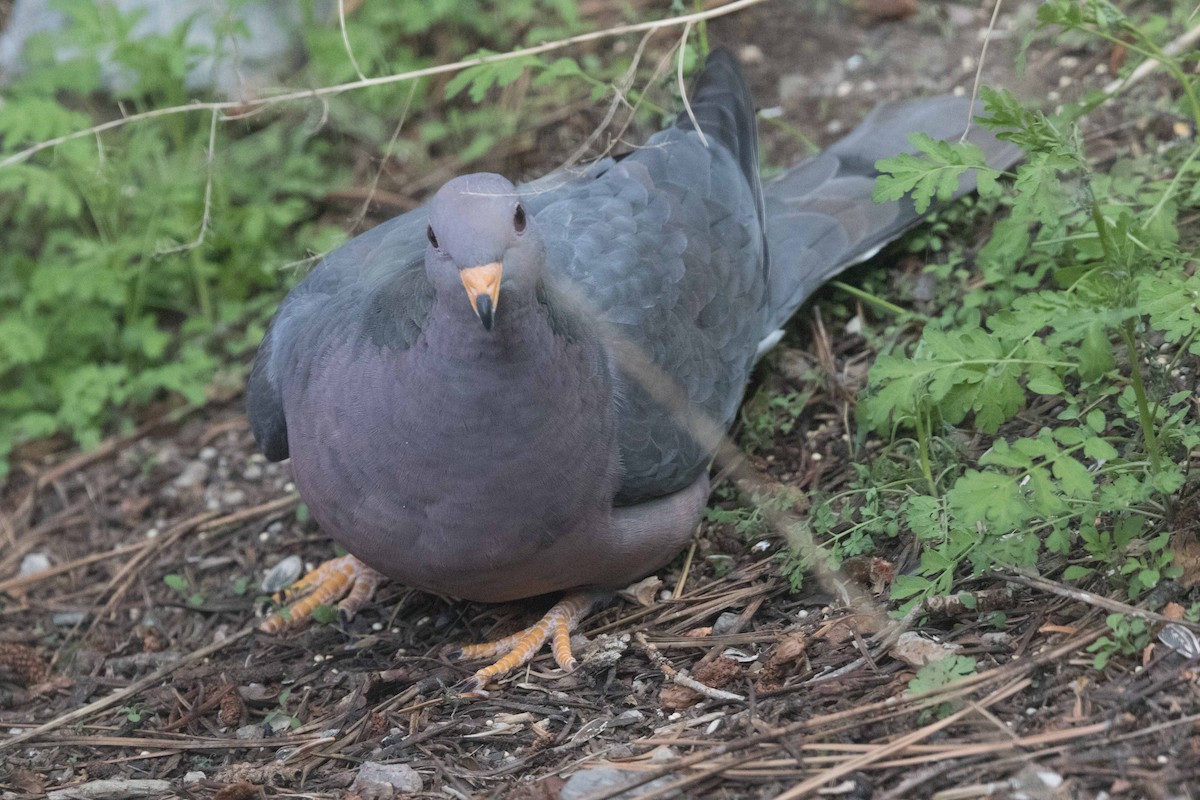 Band-tailed Pigeon - ML237321141