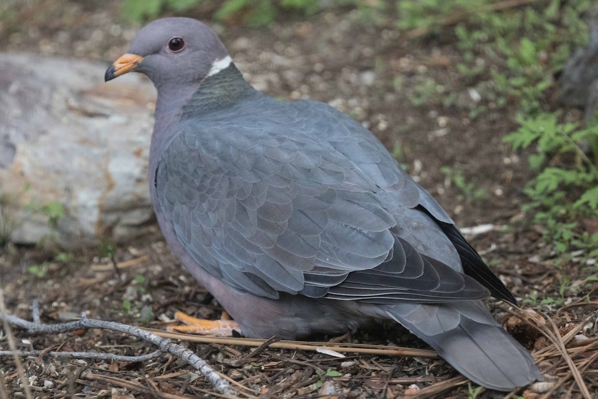 Band-tailed Pigeon - stevan brad