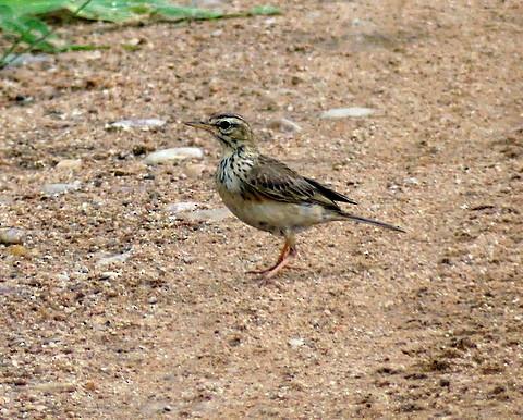African Pipit - ML237322231