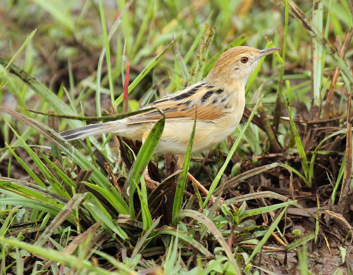 Winding Cisticola - Cathy Sheeter
