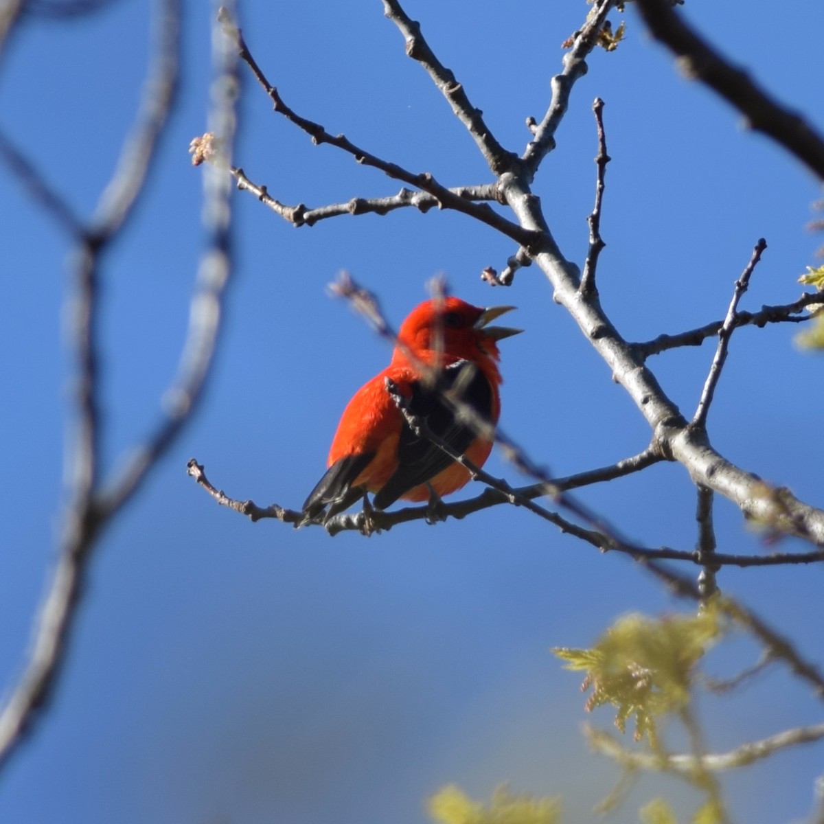 Scarlet Tanager - ML237324161
