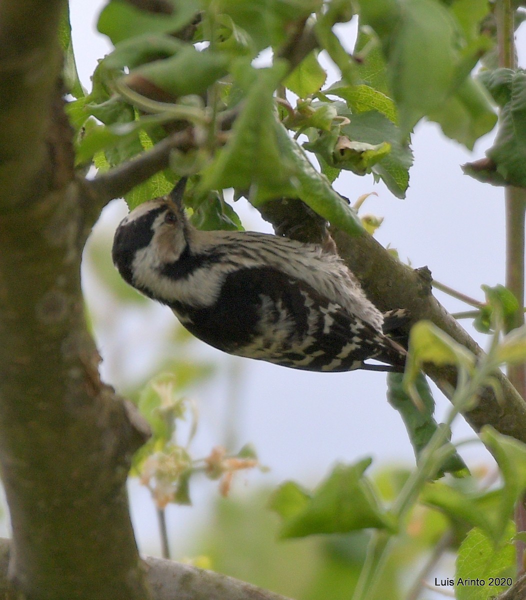 Lesser Spotted Woodpecker - Luis Arinto