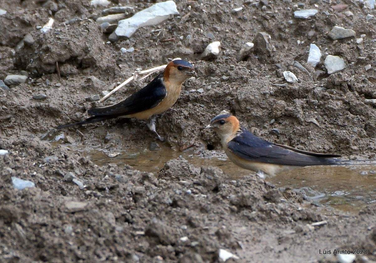Red-rumped Swallow - ML237324791