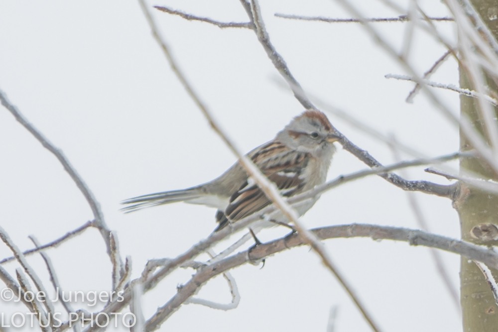 American Tree Sparrow - Joe Jungers