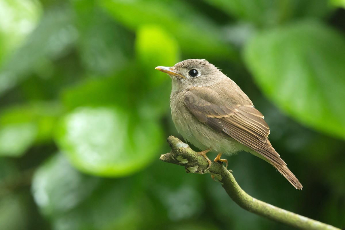 Brown-breasted Flycatcher - David Irving