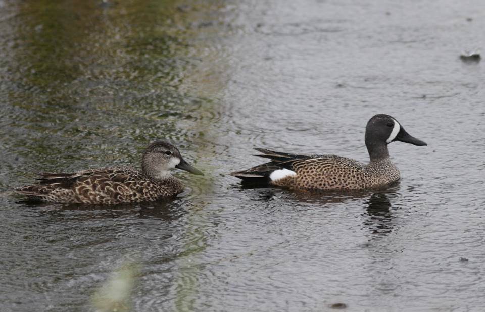 Blue-winged Teal - ML23732721