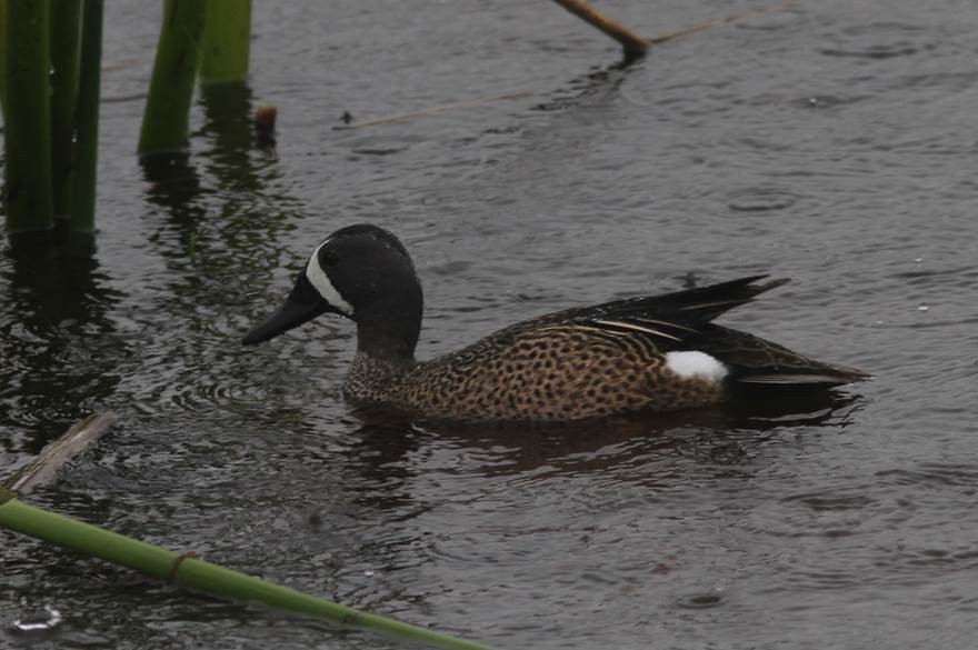 Blue-winged Teal - ML23732731