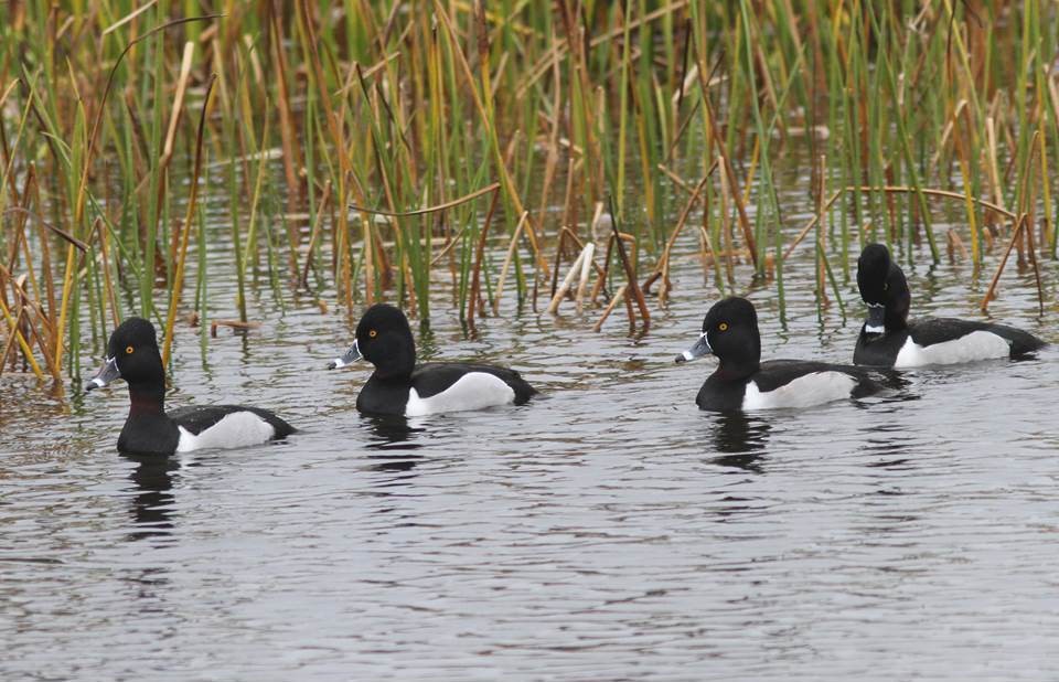 Ring-necked Duck - Paul Marvin