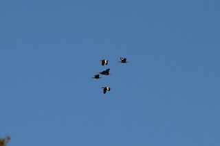 Black-bellied Whistling-Duck, ML237329681