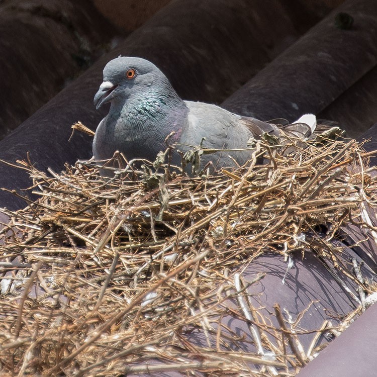 Rock Pigeon (Feral Pigeon) - www.aladdin .st