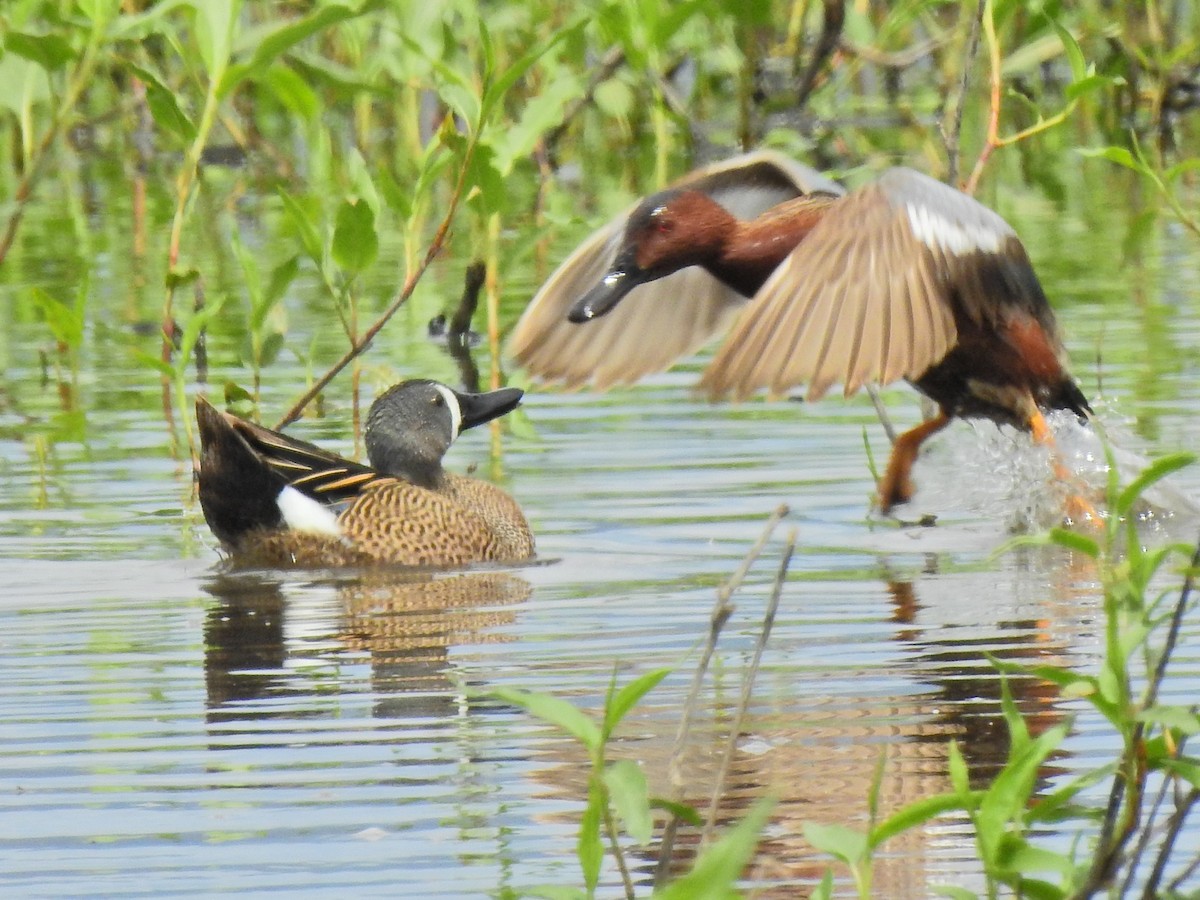 Blue-winged Teal - ML237333951