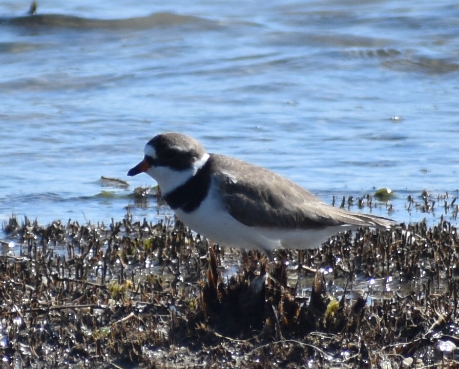 Semipalmated Plover - ML237334441