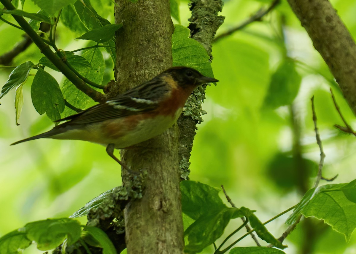 Bay-breasted Warbler - ML237338511