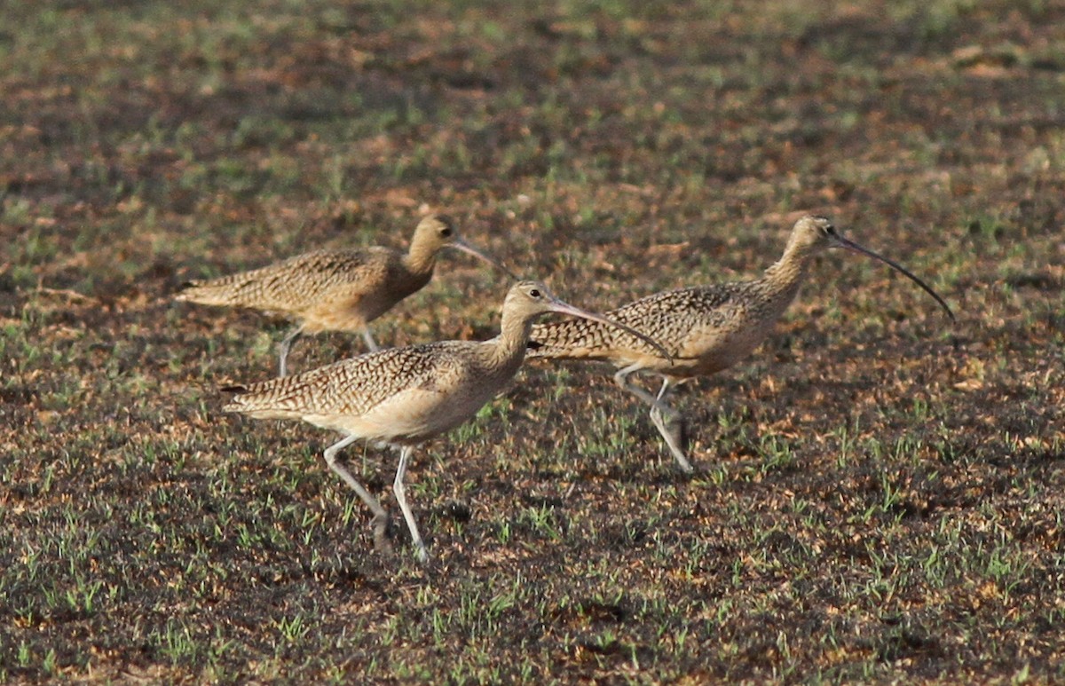 Long-billed Curlew - ML23733881
