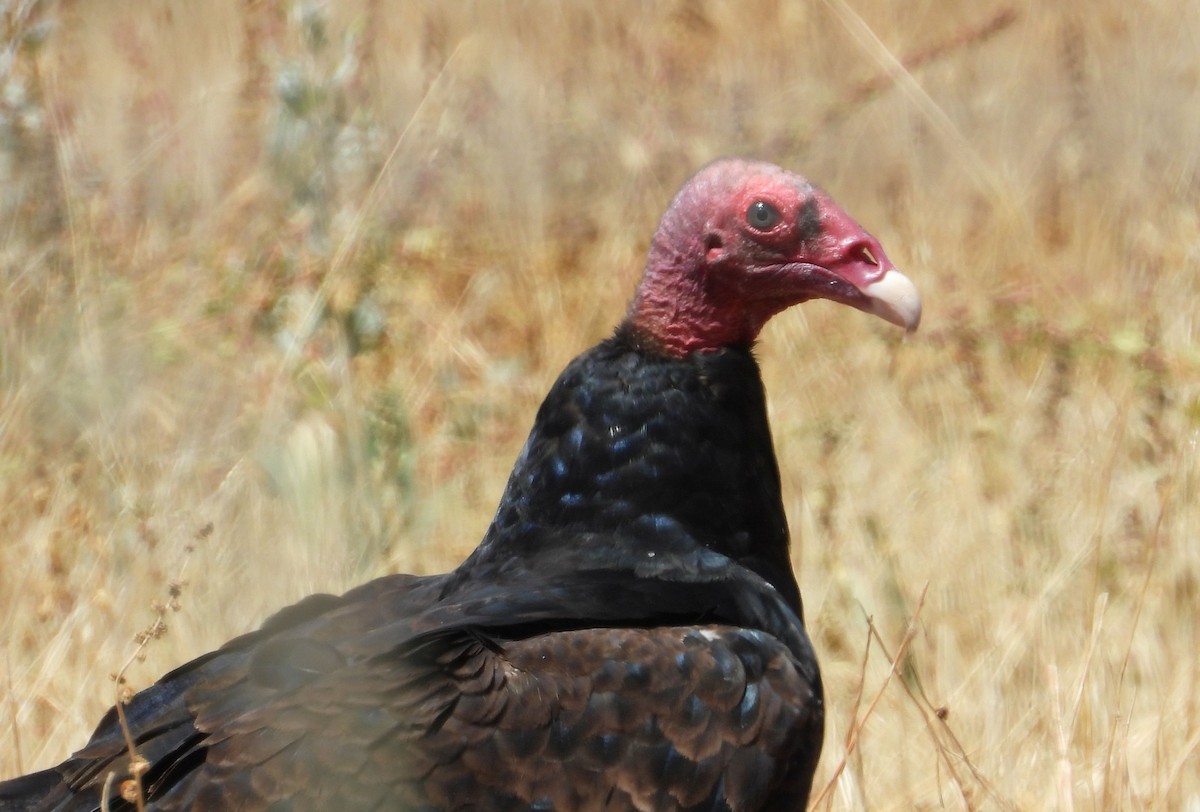 Turkey Vulture - Greg Cross