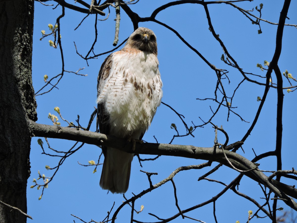 Red-tailed Hawk - ML237340561
