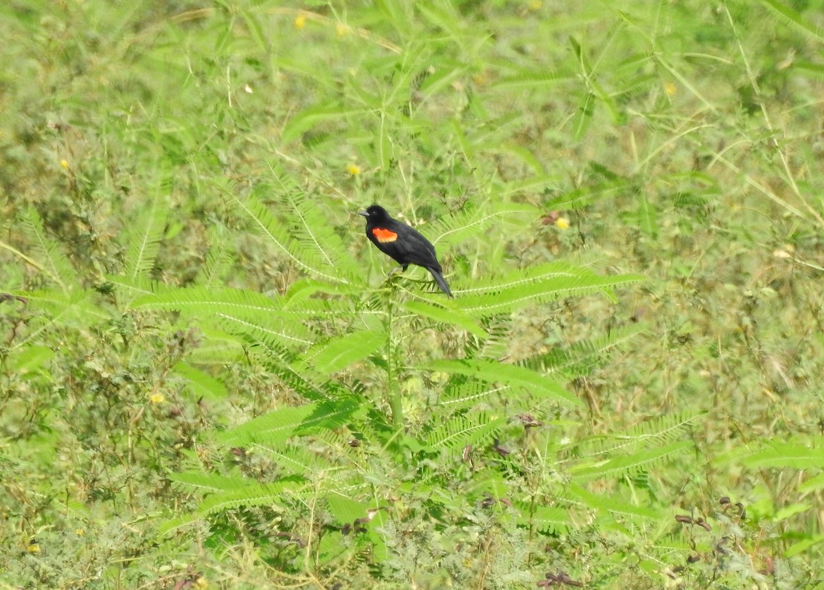 Red-winged Blackbird - ML237341311
