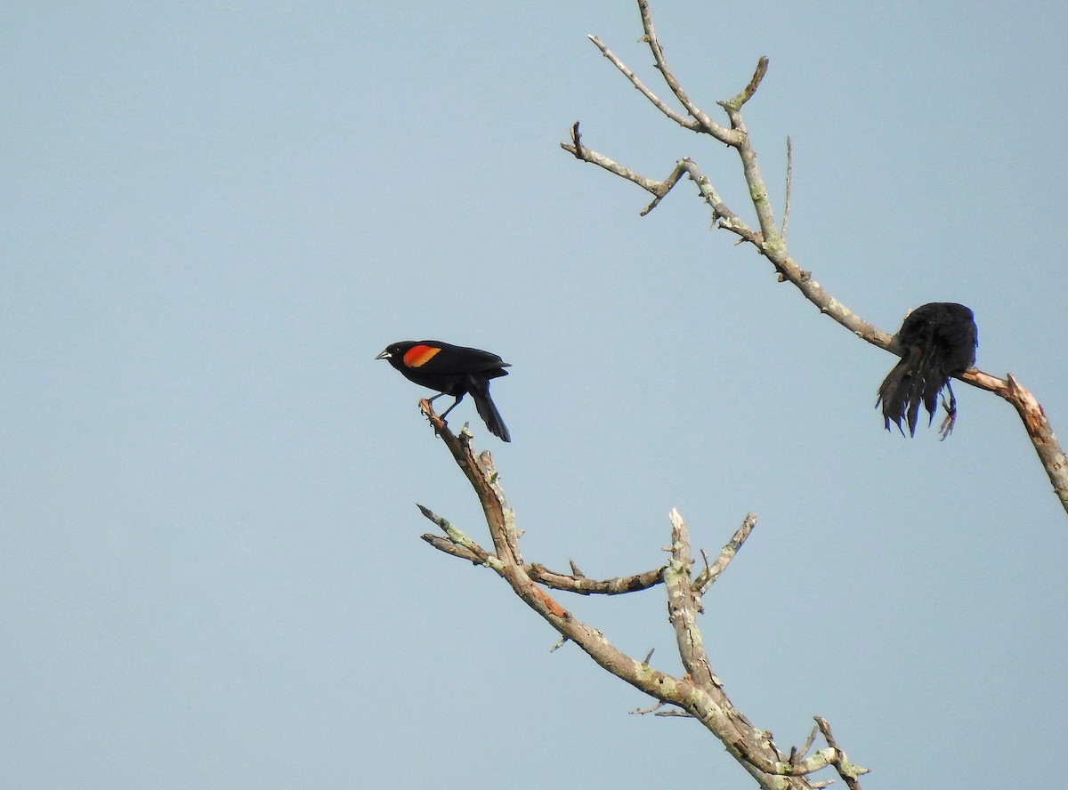 Red-winged Blackbird - ML237341391