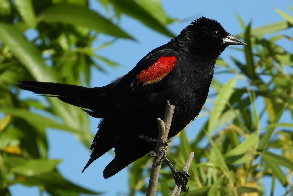 Red-winged Blackbird - ML237342671