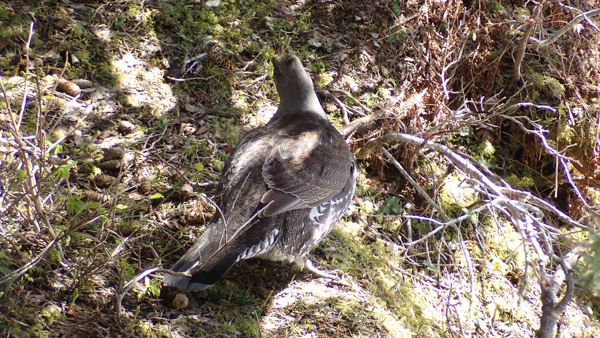 Sooty Grouse - Quincy Judson