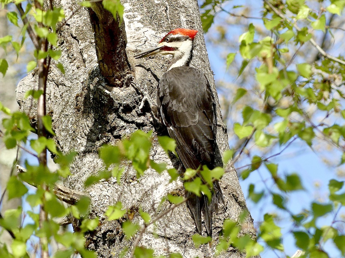 Pileated Woodpecker - Charles Duncan