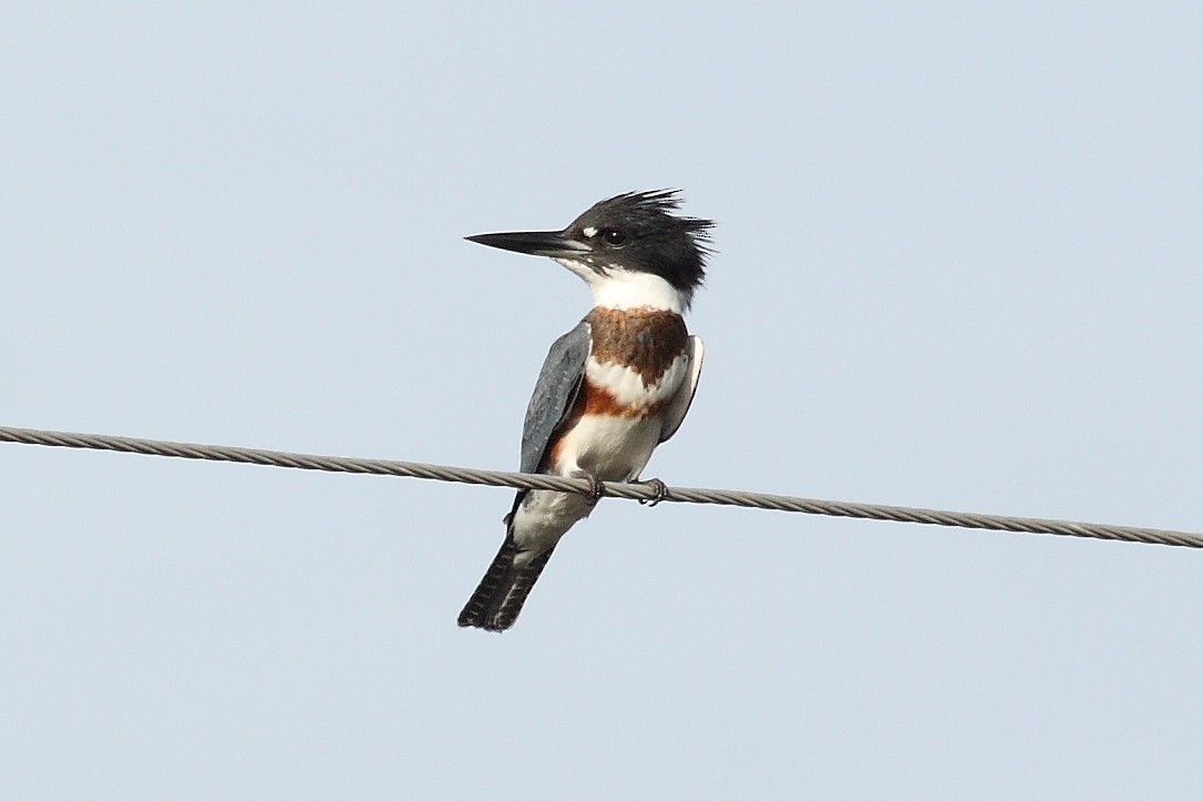 Belted Kingfisher - ML237348361