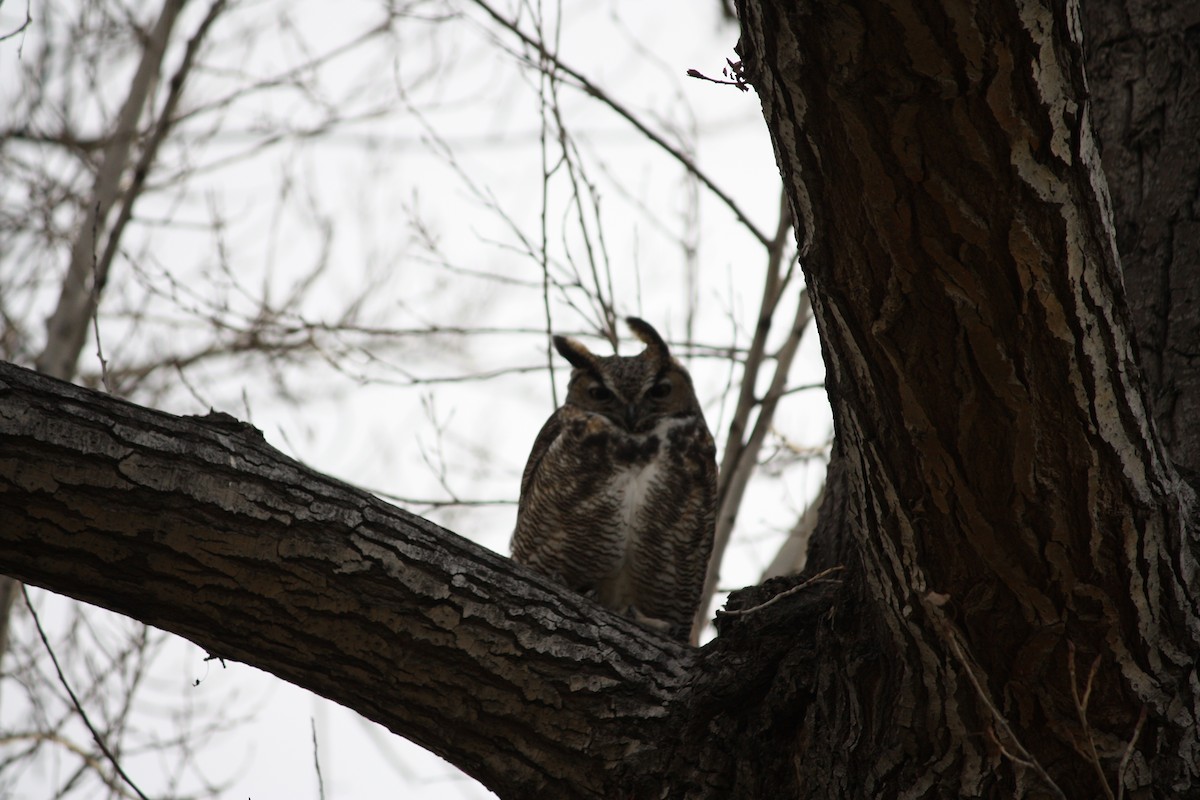 Great Horned Owl - ML23735171