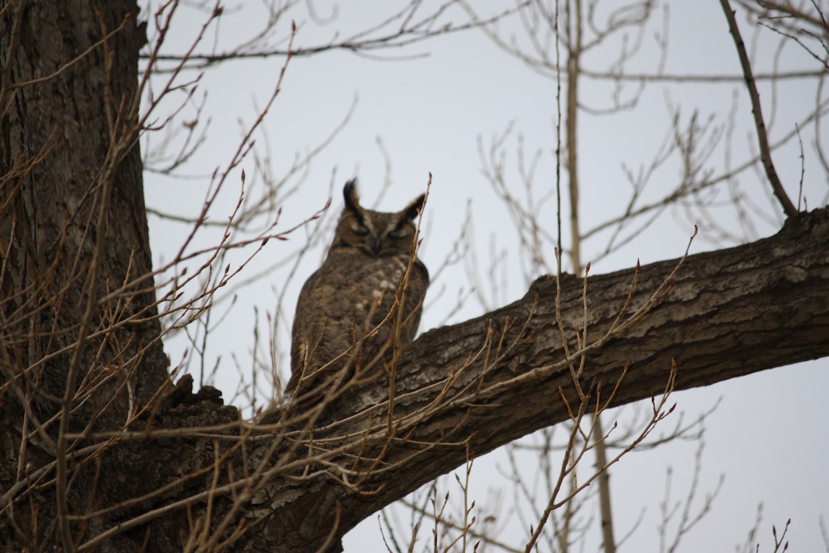 Great Horned Owl - ML23735181