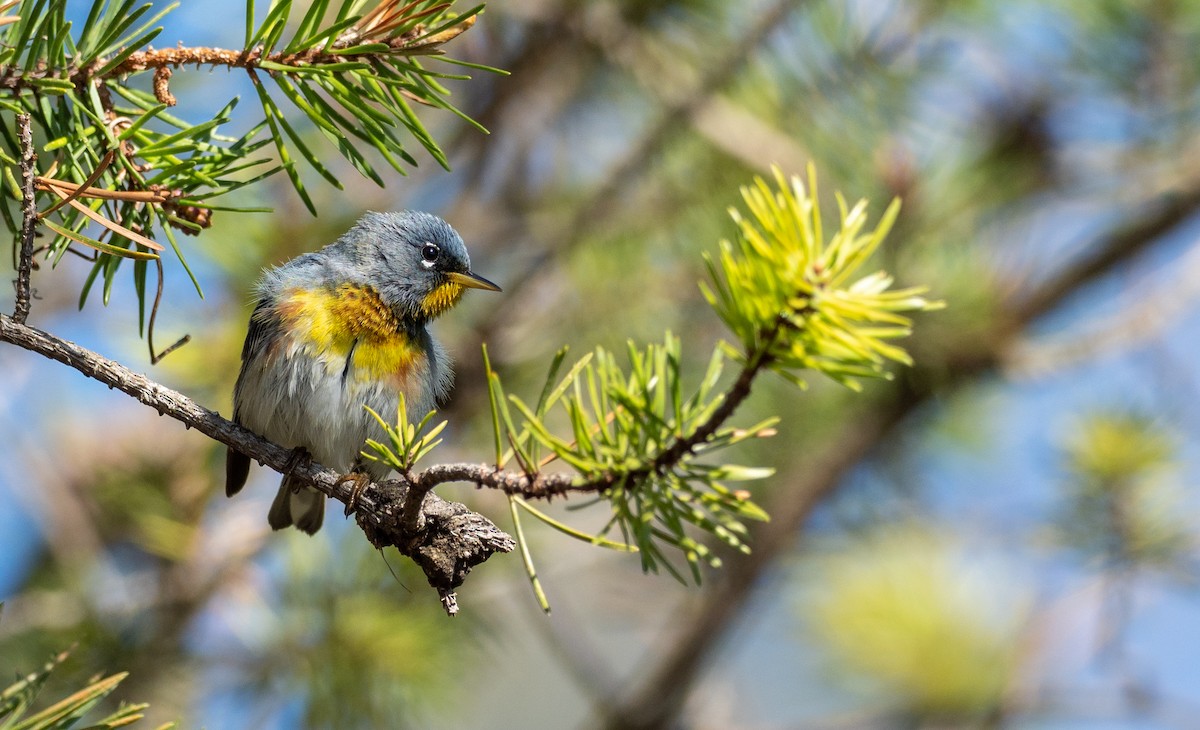 Northern Parula - Forest Botial-Jarvis