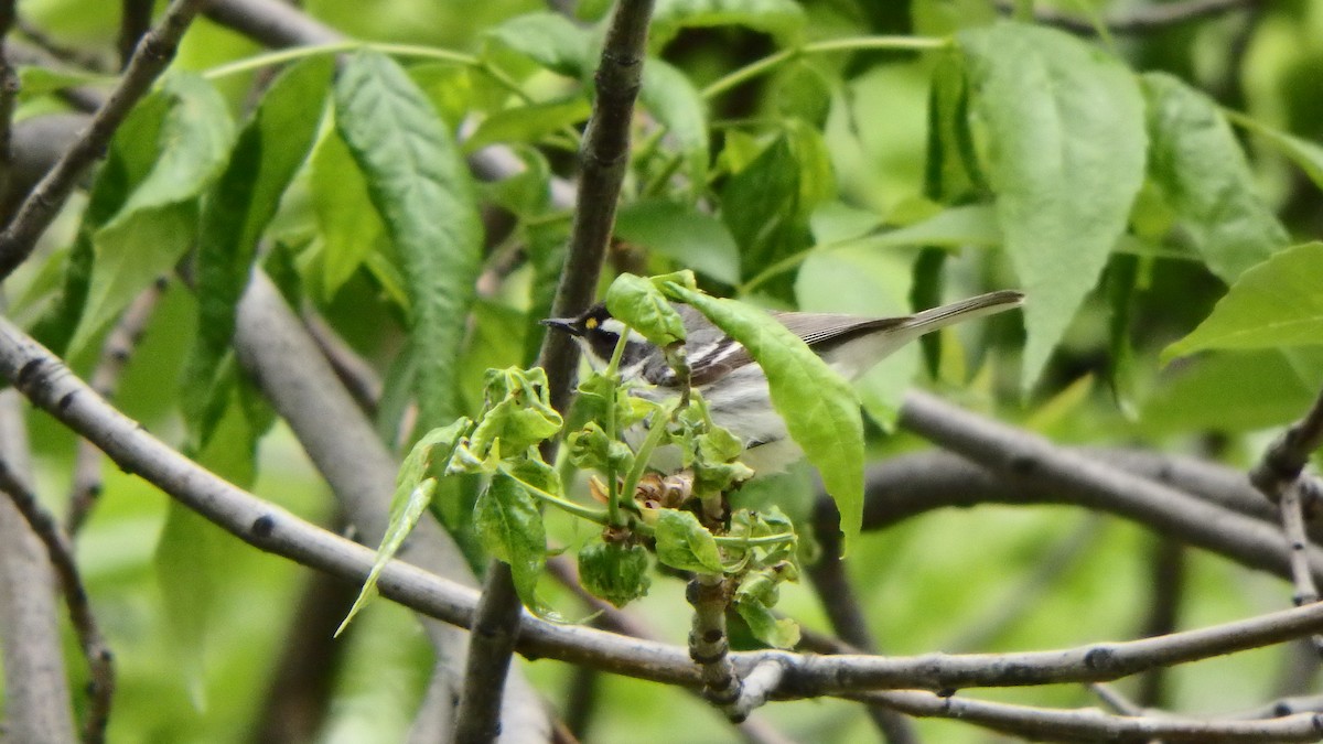 Black-throated Gray Warbler - ML237366731