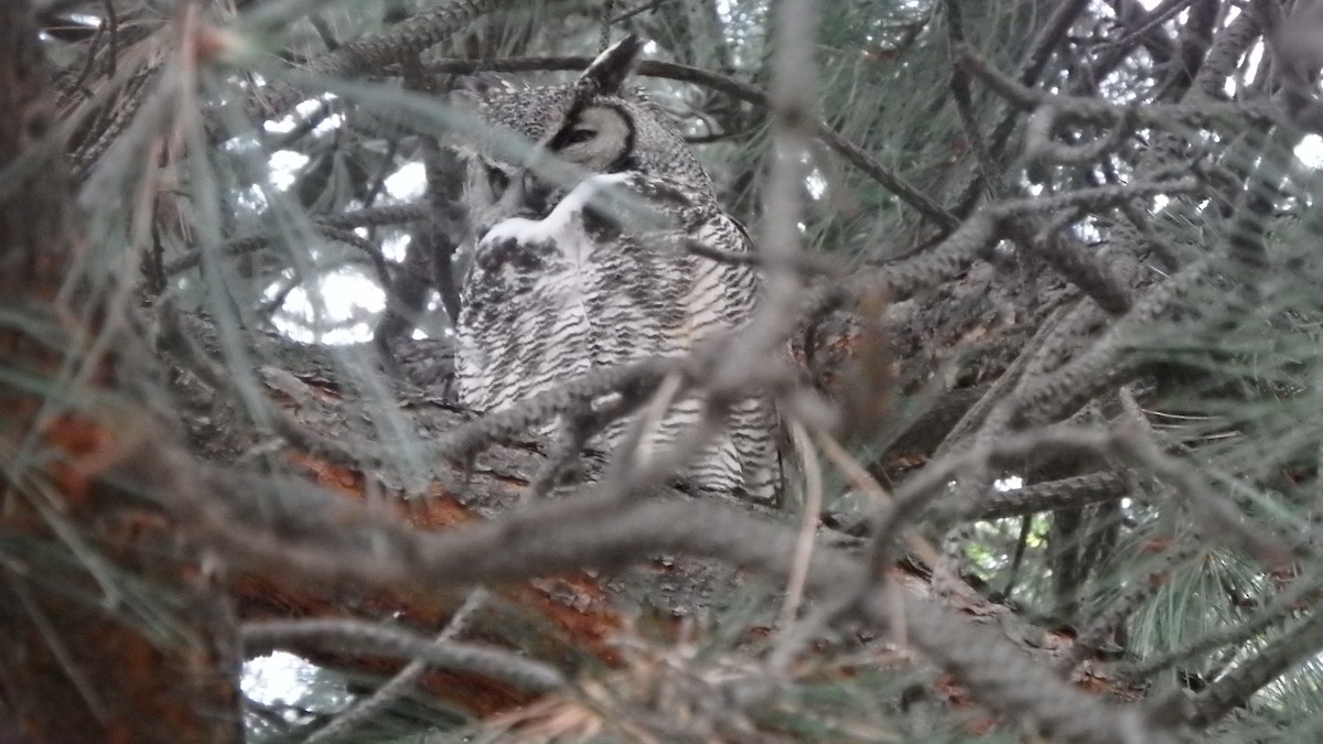 Great Horned Owl - ML237367971