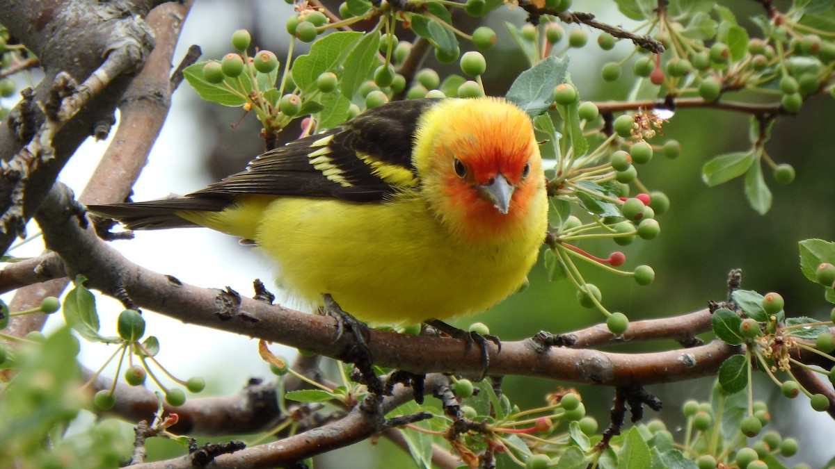 Western Tanager - ML237368641