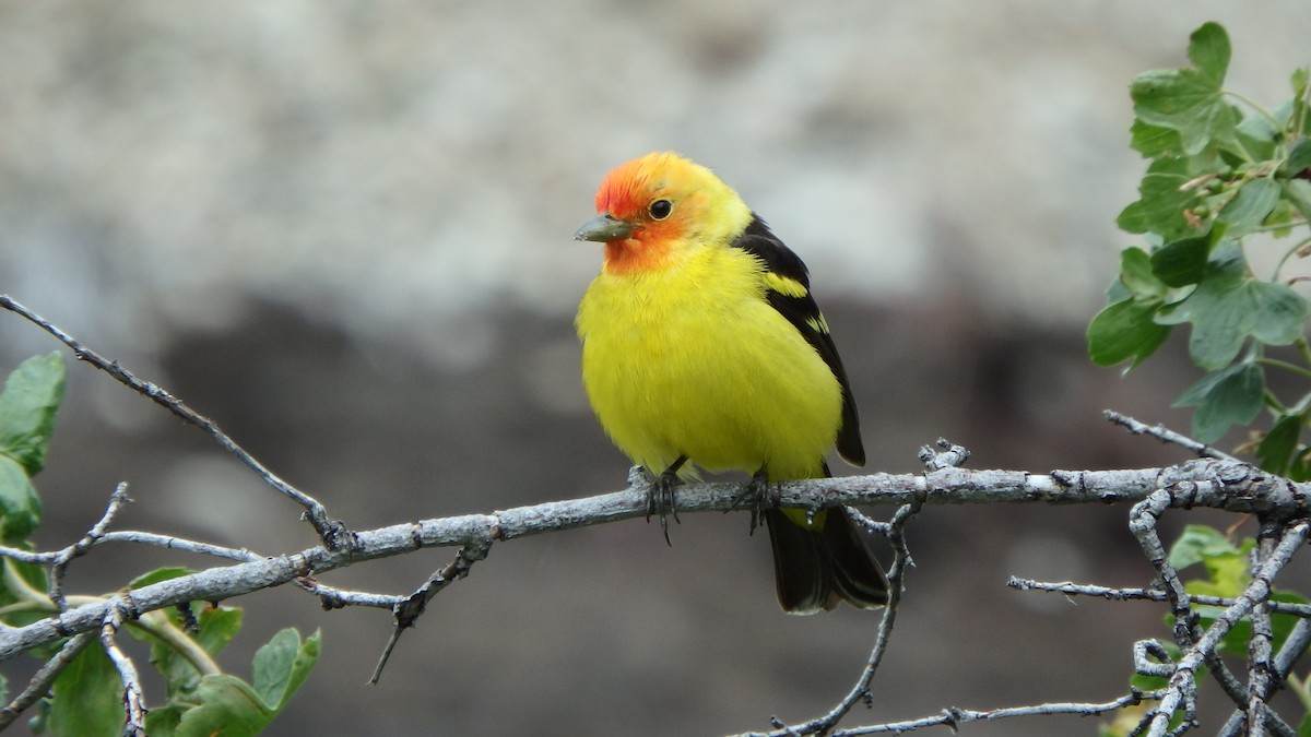 Western Tanager - ML237368841