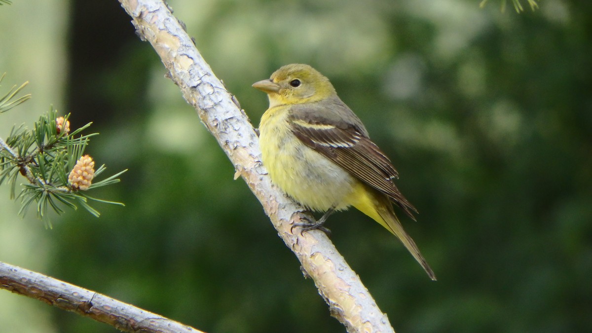 Western Tanager - ML237368881