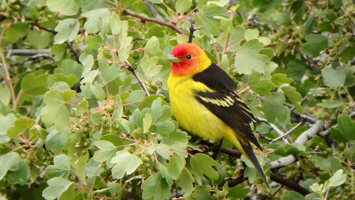 Western Tanager - ML237368891