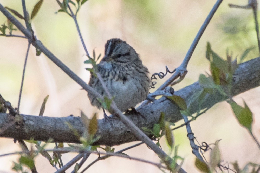 Lincoln's Sparrow - josh Ketry