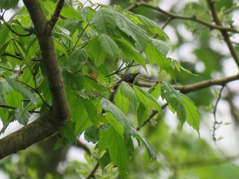 Yellow-throated Warbler - Tracy The Birder