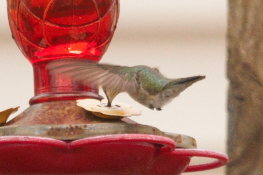 Black-chinned Hummingbird - ML237377101